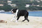 BOSTON TERRIER 304